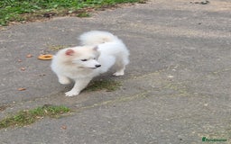 Samoyed dogs for sale: Female Samoyed  - Image 3