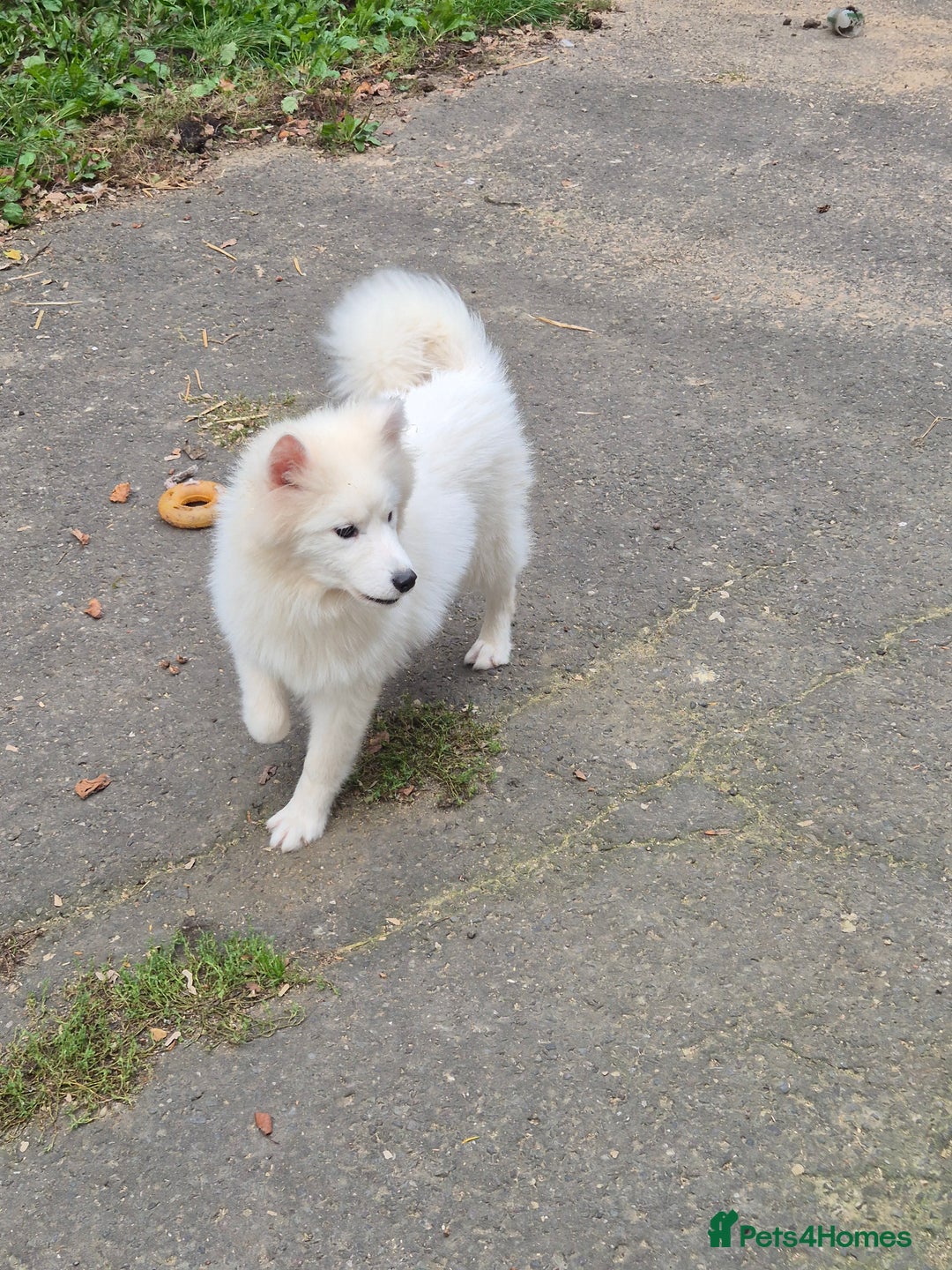 Samoyed dogs for sale: Female Samoyed  - Image 3