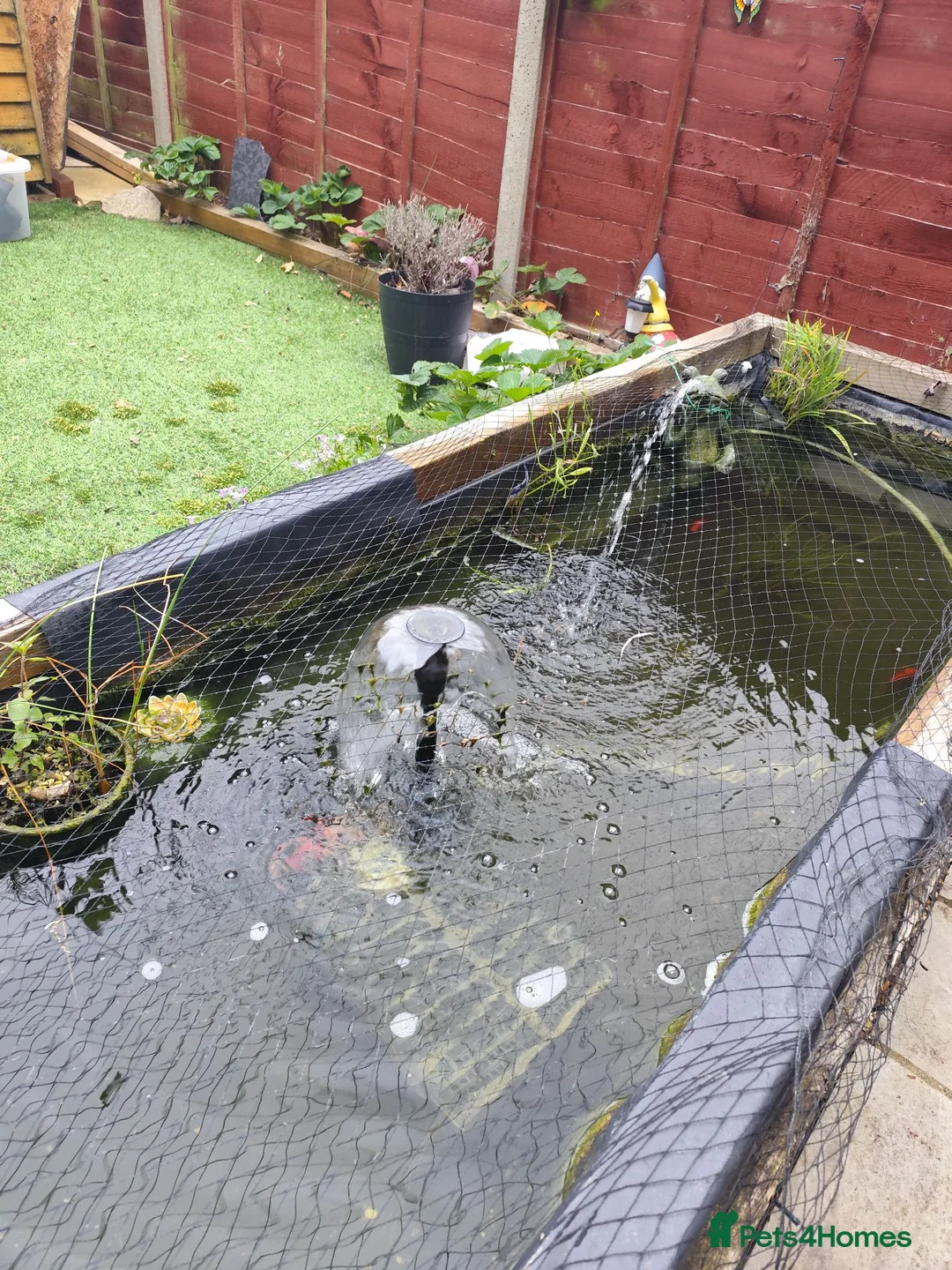 Goldfish fish for sale: Pond goldfish & equipment  - Advert 2