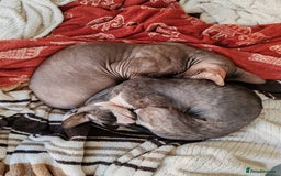 Cornish Rex cats for sale: Selling our beautiful Cornish Rex brothers - Image 4