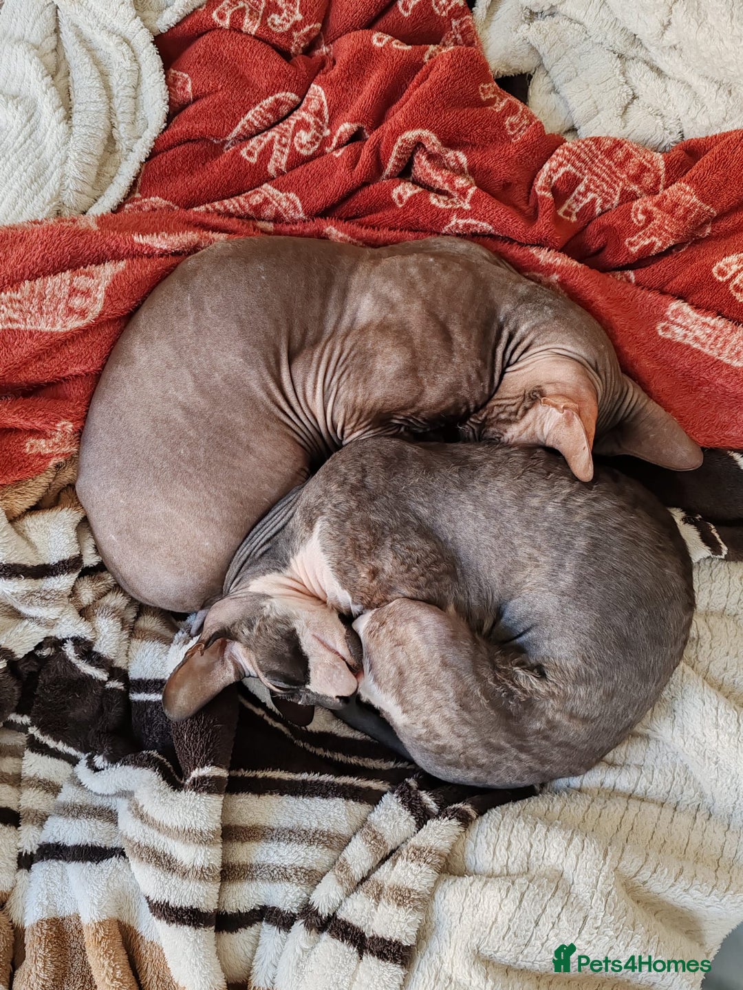 Cornish Rex cats for sale: Selling our beautiful Cornish Rex brothers - Image 4