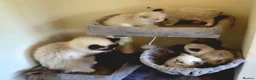 Ragdoll cats for sale: Pure Ragdoll kittens  - Advert 21