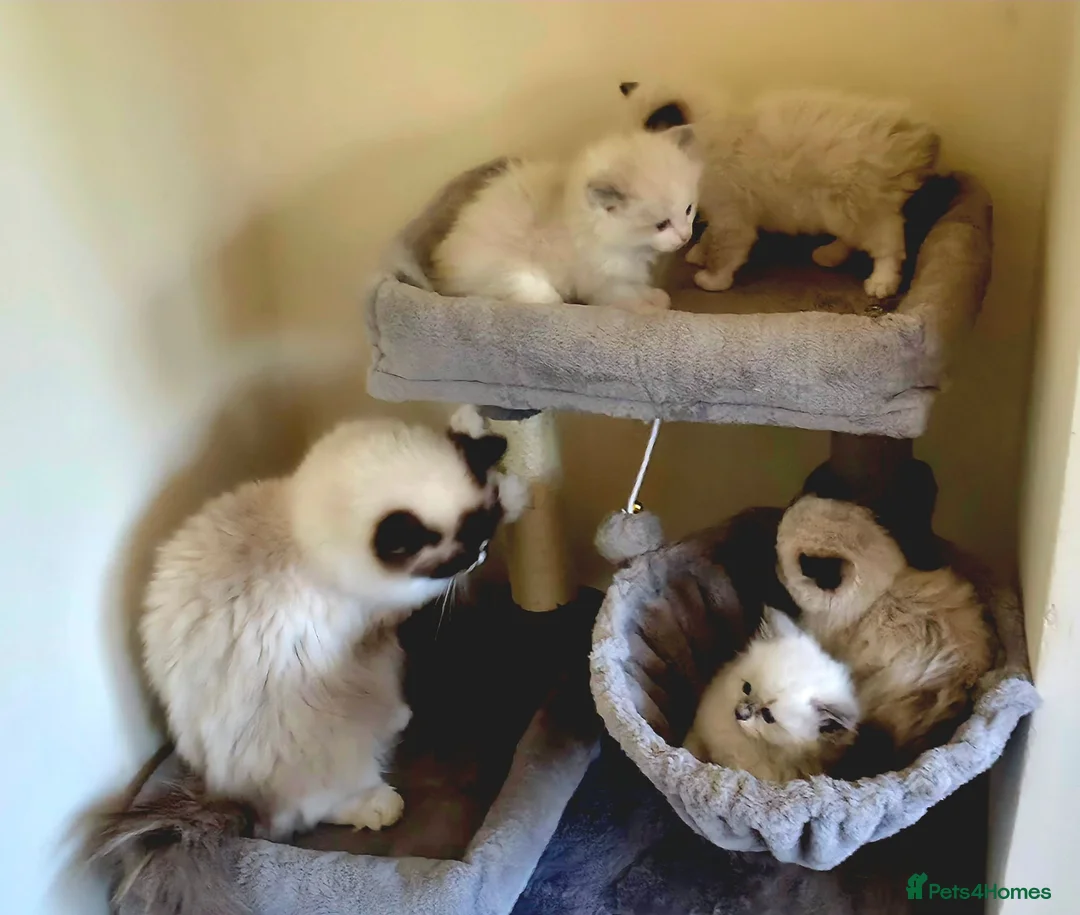 Ragdoll cats for sale: Pure Ragdoll kittens  - Advert 21