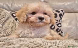 Cavapoochon dogs for sale: F1b RARE MERLE CAVAPOOCHON BOY - Image 4