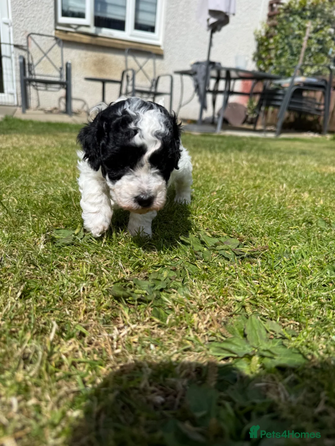 Cavapoo dogs for sale: 3 beautiful pups looking for their forever home - Advert 8