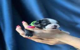 Boston Terrier dogs for sale: Boston terrier puppy - Image 11