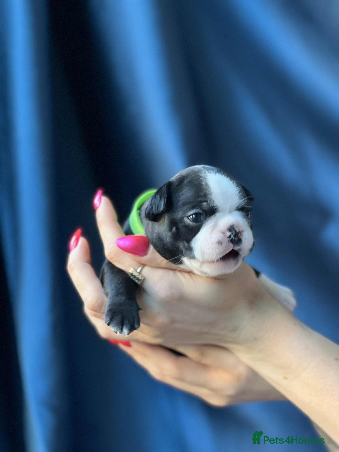 Boston Terrier dogs for sale: Boston terrier puppy - Image 11