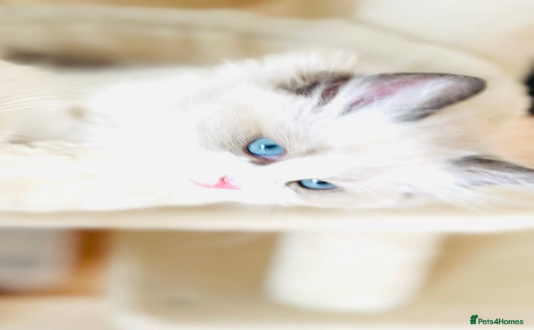 Ragdoll cats - Advert 2