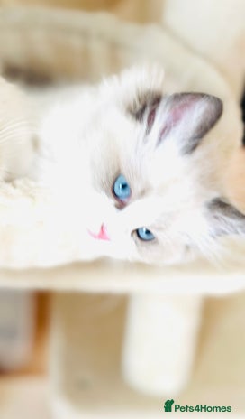 Ragdoll cats - Advert 2