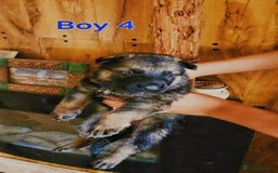 German Shepherd dogs for sale: KC reg GSD puppies  - Image 4
