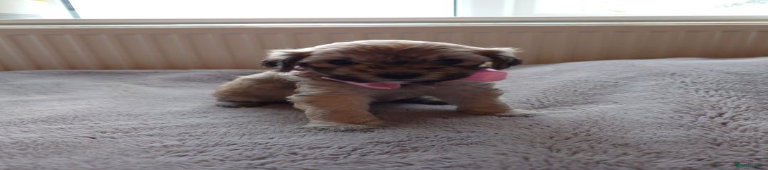Zuchon Puppy 8