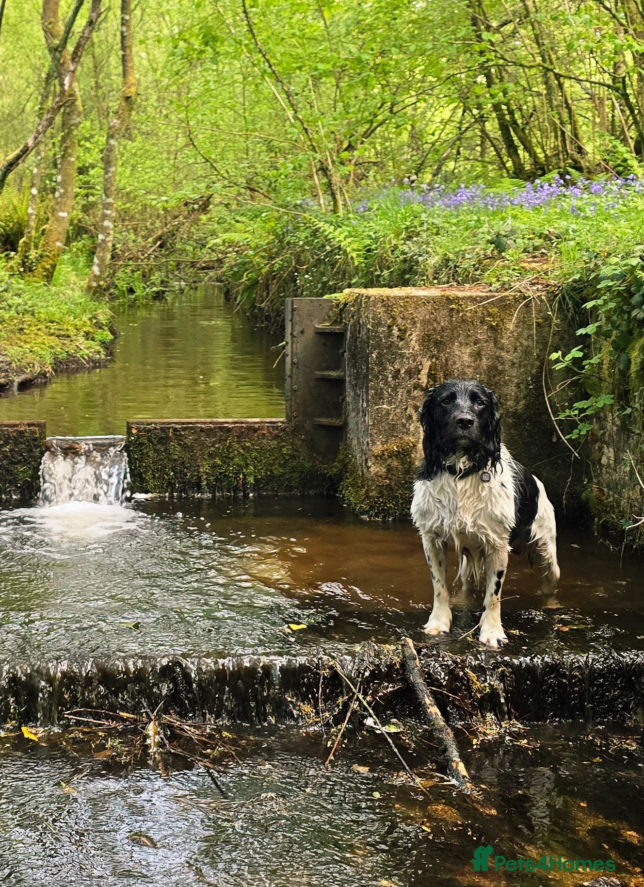 English Springer Spaniel dogs Lord Shiya at Stud - Advert 7