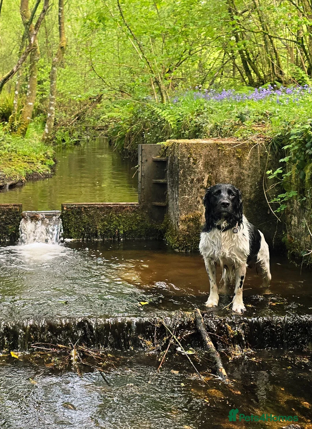 English Springer Spaniel dogs for stud: Lord Shiya at Stud - Advert 1