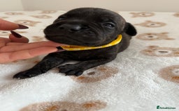 Staffordshire Bull Terrier dogs for sale: Beautiful puppies staffordshire bull terier 🥰 - Image 17