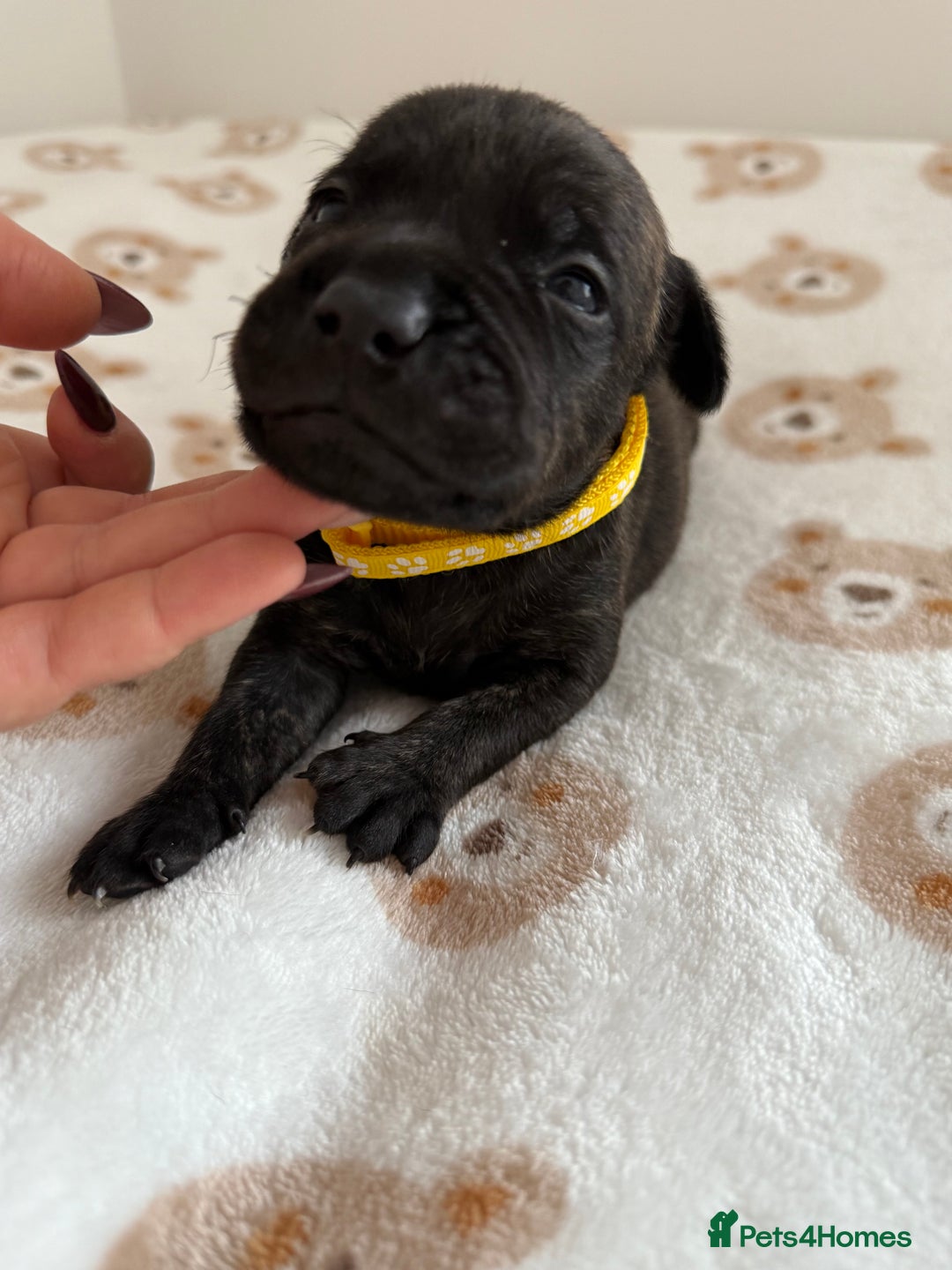 Staffordshire Bull Terrier dogs for sale: Beautiful puppies staffordshire bull terier 🥰 - Image 17