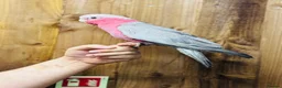 Cockatoo birds for sale: Galah cockatoo  - Advert 5