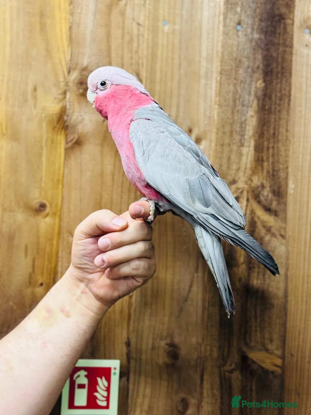 Cockatoo birds for sale: Galah cockatoo  - Advert 5