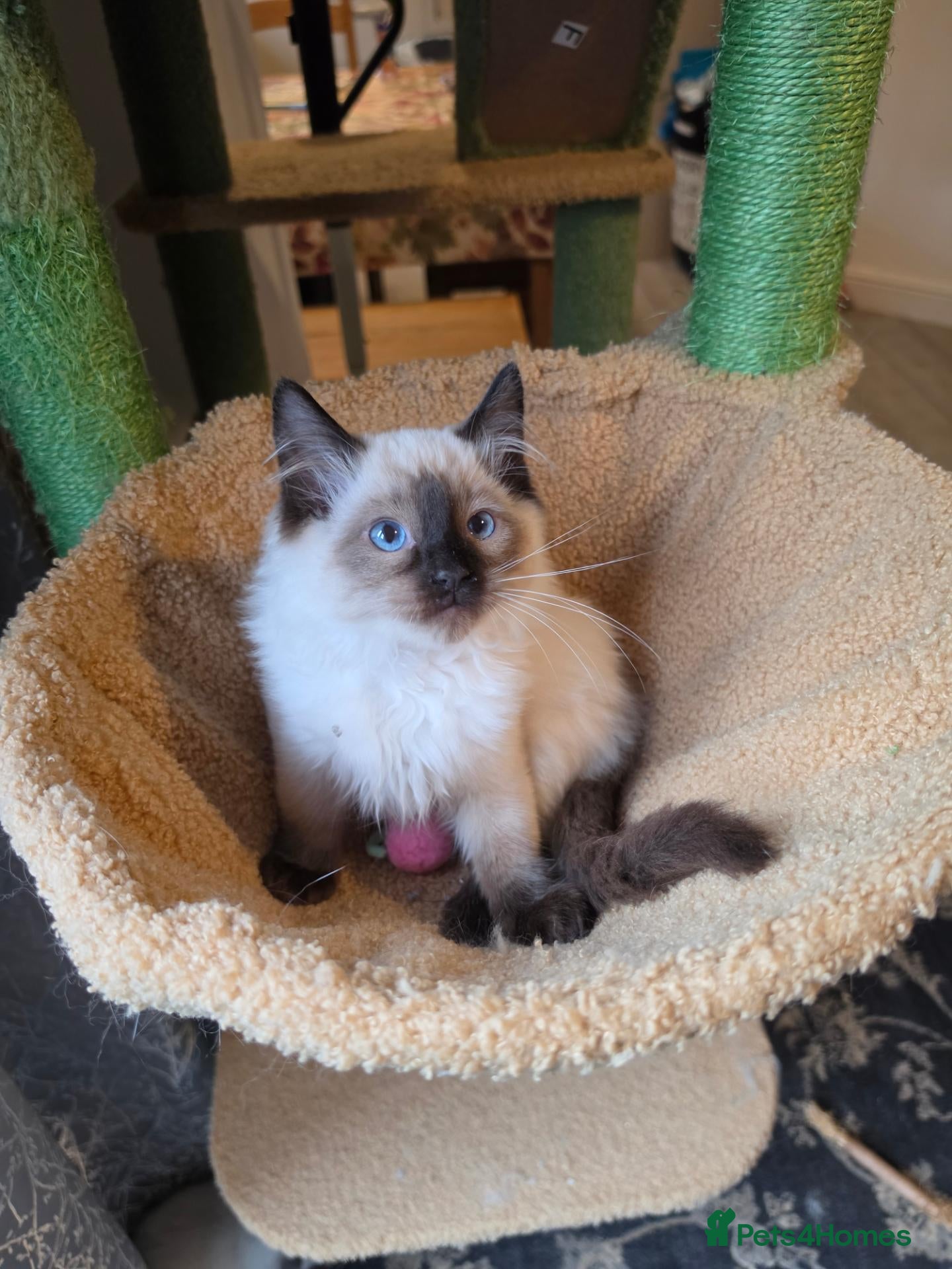 Ragdoll cats 💗7 Amazing kittens GCCF registered ❣️ - Advert 18