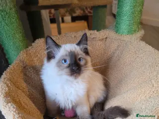 Ragdoll cats 💗7 Amazing kittens GCCF registered ❣️ - Advert 18