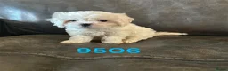 Cavachon dogs for sale: Cavachon pups boys only ready now  - Advert 6