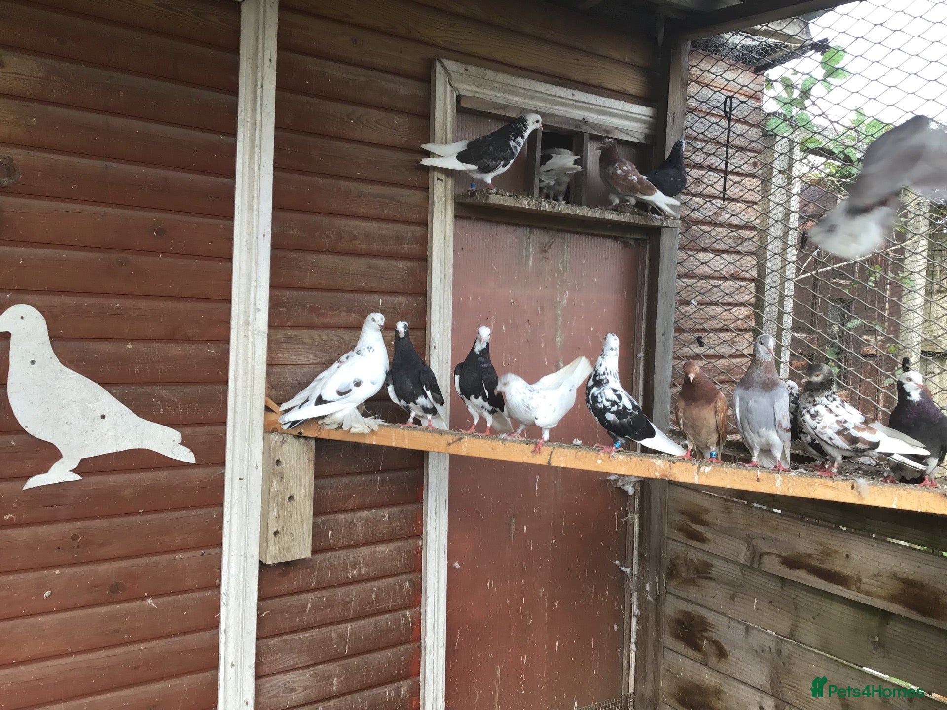 Pigeons birds Roller pigeons  - Advert 3
