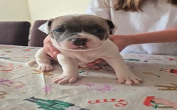 Staffordshire Bull Terrier dogs for sale: Staffy puppies - Image 1