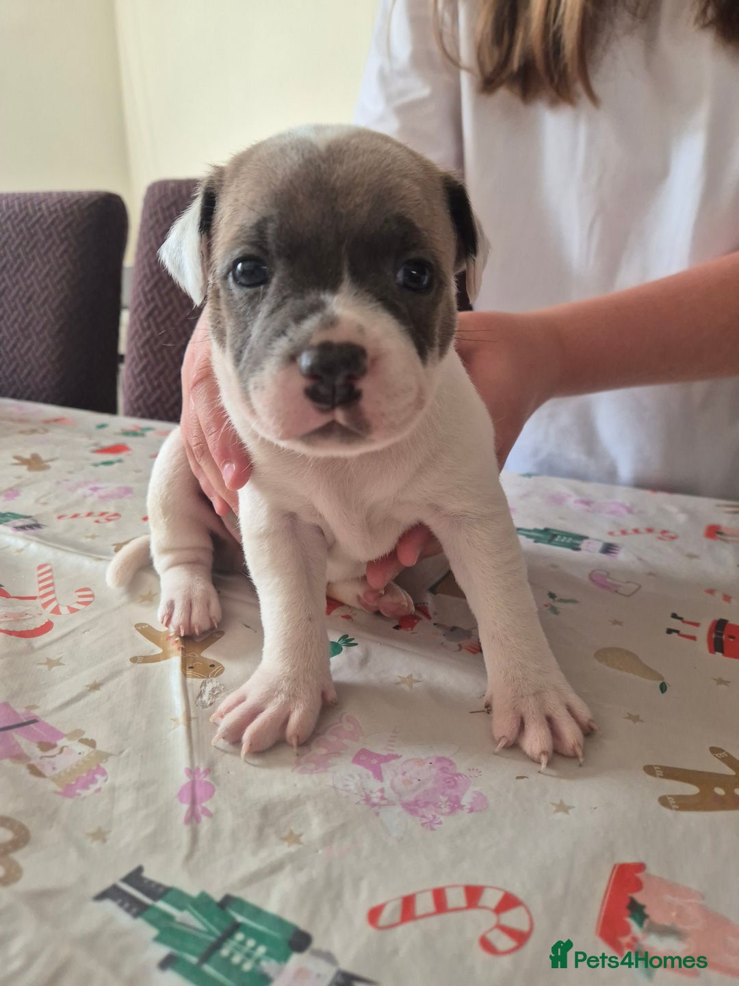 Staffordshire Bull Terrier dogs for sale: Staffy puppies - Image 1