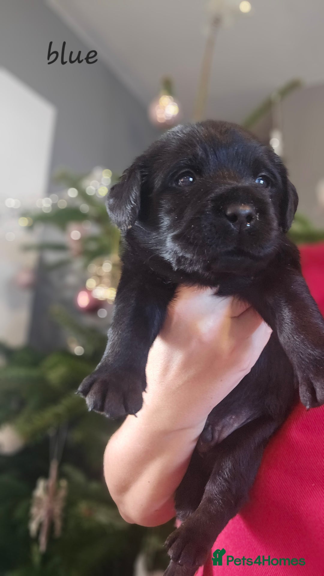 Labrador Retriever dogs for sale: Beautiful KC Show Line Labrador Puppys  - Advert 20