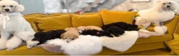 Standard Poodle dogs for sale: Baby blue  - Advert 14