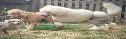 Standard Poodle dogs for stud: KC Cream Standard Poodle Stud  - Advert 5