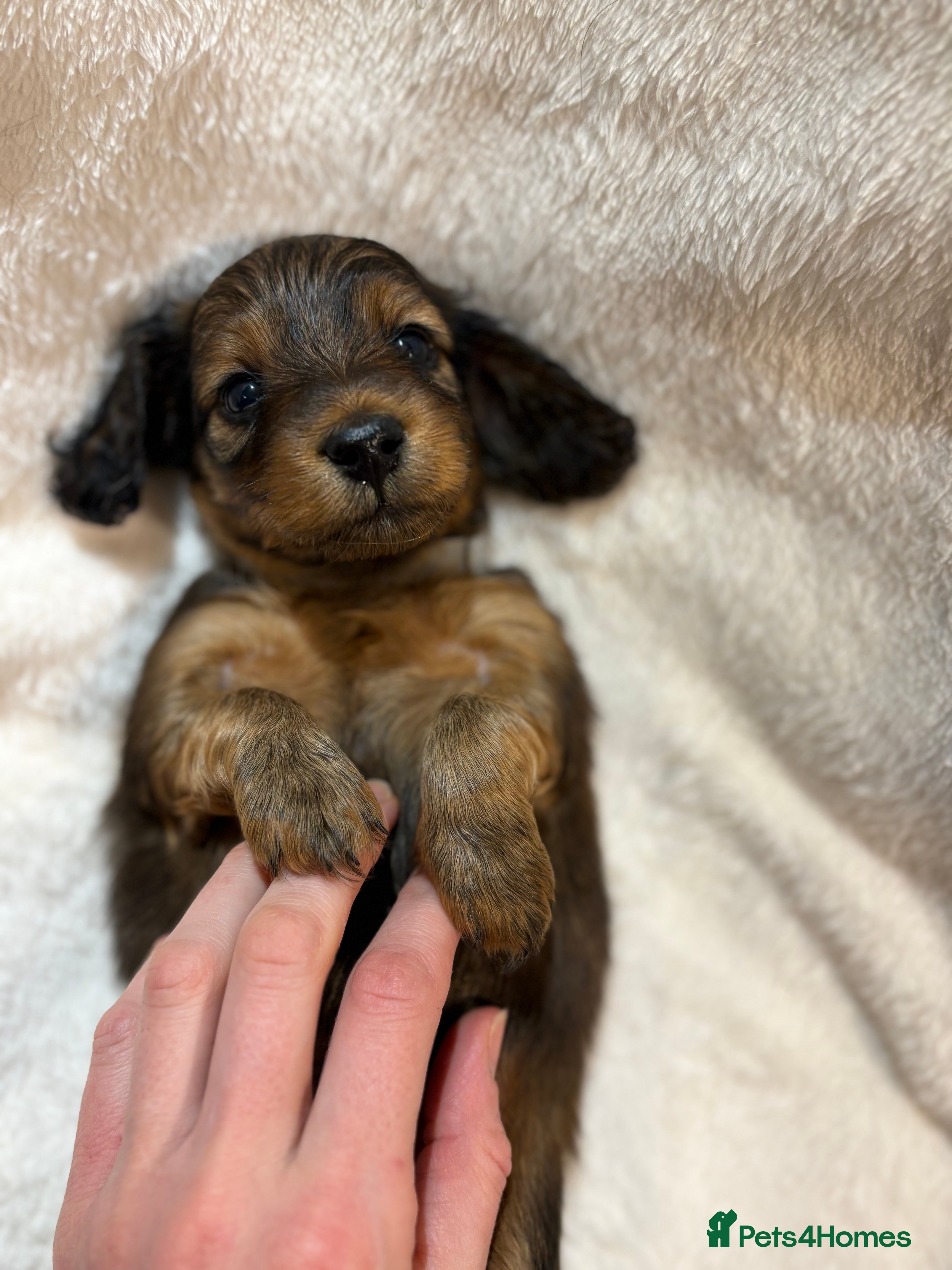 Miniature Dachshund dogs Beautiful Pedigree KC Reg Mini Longhair Dachshunds - Advert 1