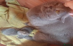 British Shorthair cats for sale: British blue shorthair kittens  - Image 8
