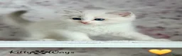 Ragdoll cats for sale: 🐾🩷*TICA REG* EU RAGDOLL KITTENS🌟 DNA CLEAR 🩵🐾 - Advert 18