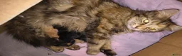 Mixed Breed cats for sale: 4 BEAUTIFUL KITTENS FOR SALE  - Advert 7
