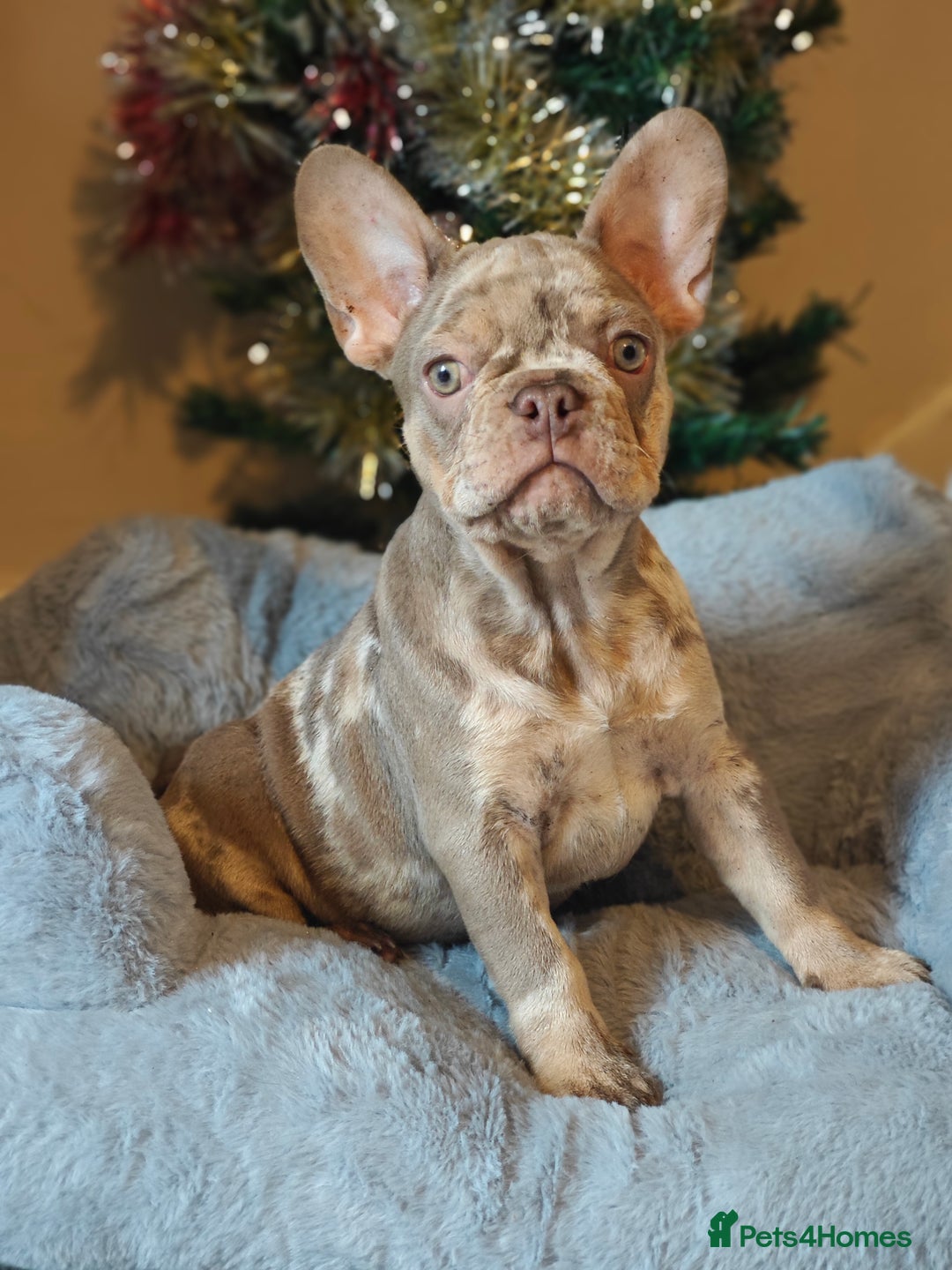 French Bulldog dogs for sale: Reduced Isabella and New Shade Isabella Puppies  - Advert 16