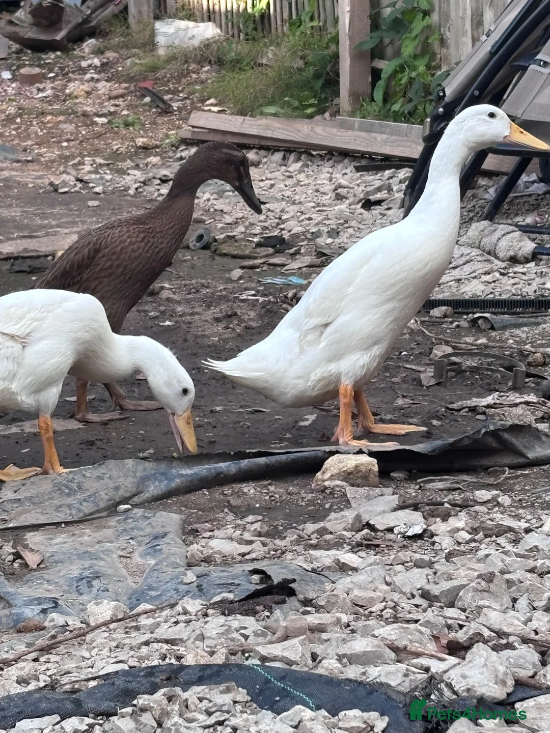 Ducks poultry for sale: Indian runner ducks - Advert 8