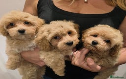 Maltipoo dogs for sale: Tiny maltipoo puppies - Image 15