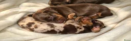 Miniature Dachshund dogs for sale: Dapple Miniature Dachshund in Leeds - Advert 8