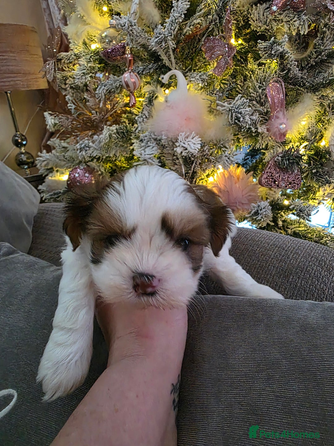 Shih Tzu dogs for sale: Imperial shih tzu stunning - Advert 5