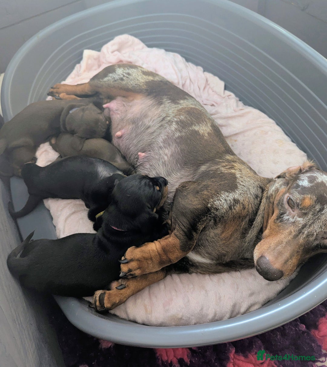 Miniature Dachshund dogs for sale: Gorgeous miniature dachshund puppies - Advert 2