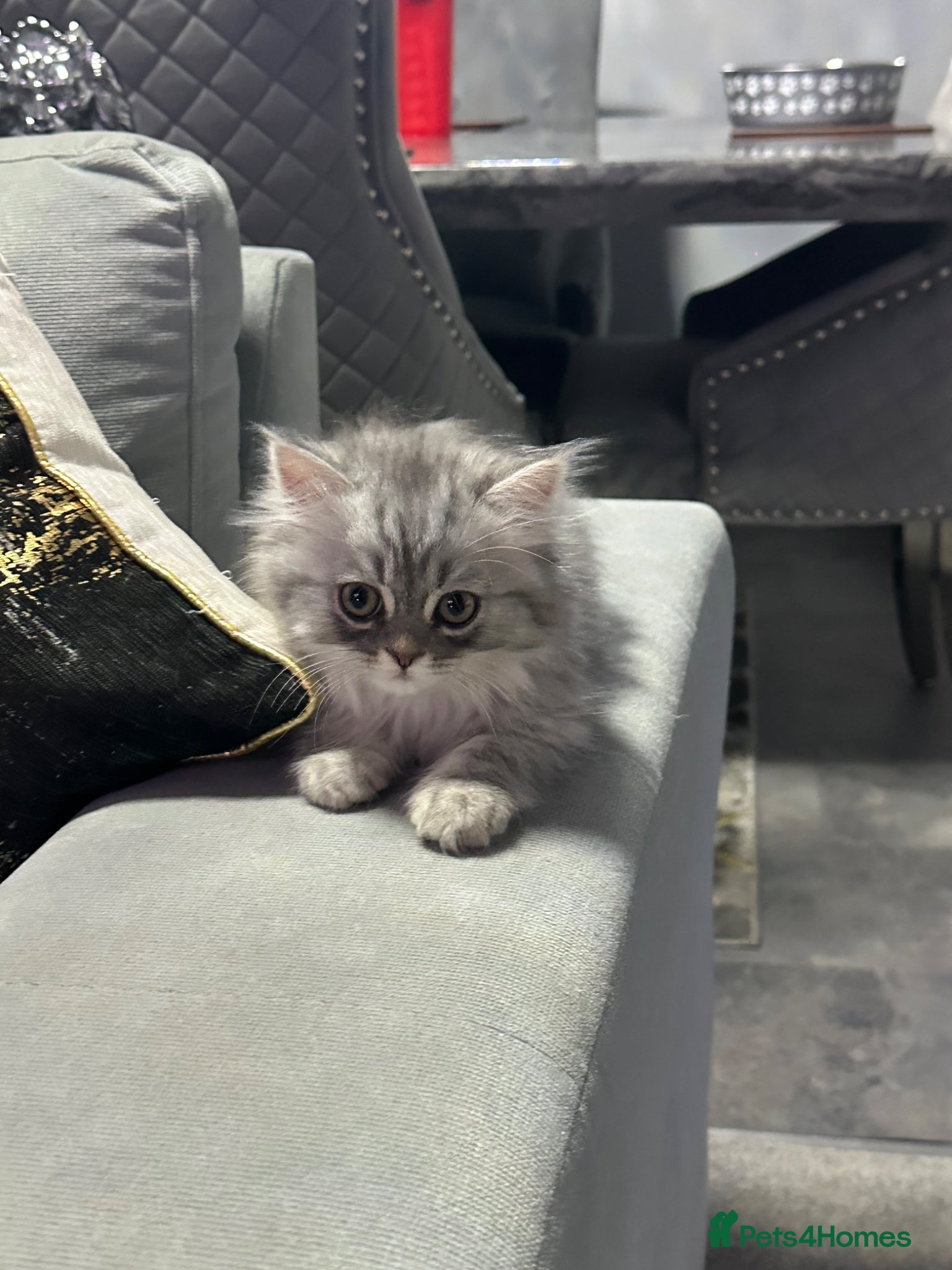 Persian cats for sale: Pure Persian long coat kitten’s - Advert 10