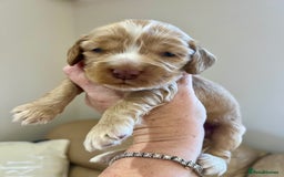Cocker Spaniel dogs for sale: 4⭐️Licensed KC Reg English Show Cocker Spaniel - Image 24