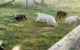 Goats livestock for sale: Gorgeous pigmy goats for sale - Image 2