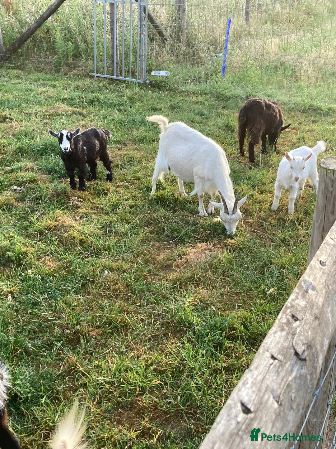 Goats livestock for sale: Gorgeous pigmy goats for sale - Image 2