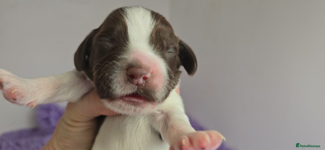 English Springer Spaniel dogs for sale: KC clear DNA vax vetted Springer Pups - Image 10