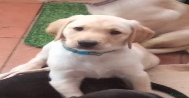 Labrador Retriever dogs in Ross-on-Wye - Advert 6