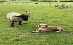 Cocker Spaniel dogs for stud: KC REGISTERED WORKING COCKER SPANIEL FOR STUD in Rhayader - Image 16