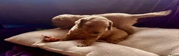Cockapoo dogs for sale: Beautiful Cockapoo for forever homes in Leeds - Advert 11