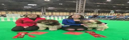 Spanish Water Dog dogs for sale: Spanish Water Dog Puppies  - Advert 3
