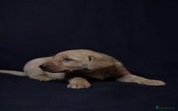 Labrador Retriever dogs for sale: Fully health tested puppies - Image 3